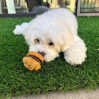 The Dog Bakery - Animal Slider - Pet Stores Near Me - Pasadena, California The Dog Bakery - Animal Slider - Pet Stores Near Me - Pasadena, California
