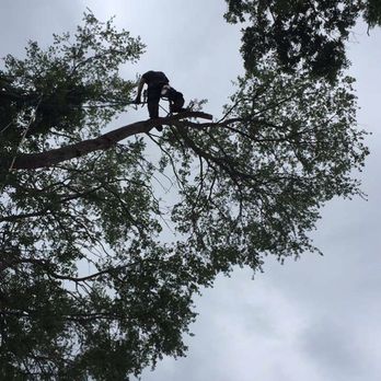 Tree Huggers - Tree Services Near Me - Mulberry , Florida Tree Huggers - Tree Services Near Me - Mulberry , Florida