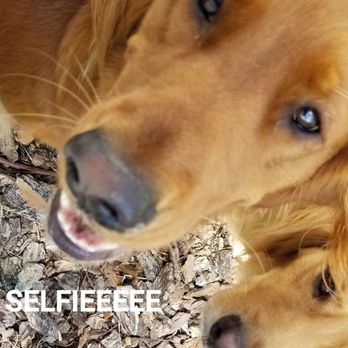 Pet Nannies - Selfie! - Dog Walkers Near Me Pet Nannies - Selfie! - Dog Walkers Near Me