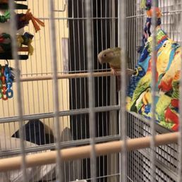 Our new pineapple green cheek ! Our new pineapple green cheek !