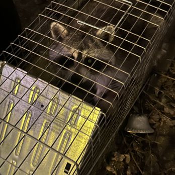 NYC Animal Control - 11 PM on a Friday night we were able to trap this cutie and relocate them. Don't hesitate to call us. - Pest Control Near Me - Brooklyn, New York NYC Animal Control - 11 PM on a Friday night we were able to trap this cutie and relocate them. Don't hesitate to call us. - Pest Control Near Me - Brooklyn, New York