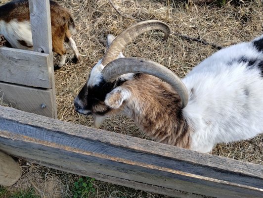 Frontier Culture Museum by null