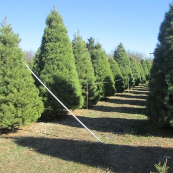 Country Christmas Trees - Christmas Trees Near Me - Wakarusa, Kansas Country Christmas Trees - Christmas Trees Near Me - Wakarusa, Kansas