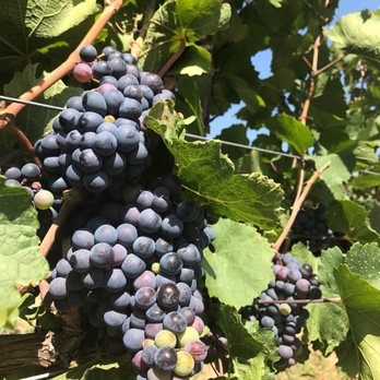 Tunnel Zip Lines - Grapes from their vineyards! - Ziplining Near Me - Chelan, Washington Tunnel Zip Lines - Grapes from their vineyards! - Ziplining Near Me - Chelan, Washington