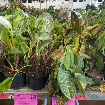 Menards - Plants not being properly maintained - Hardware Stores Near Me - Schererville, Indiana