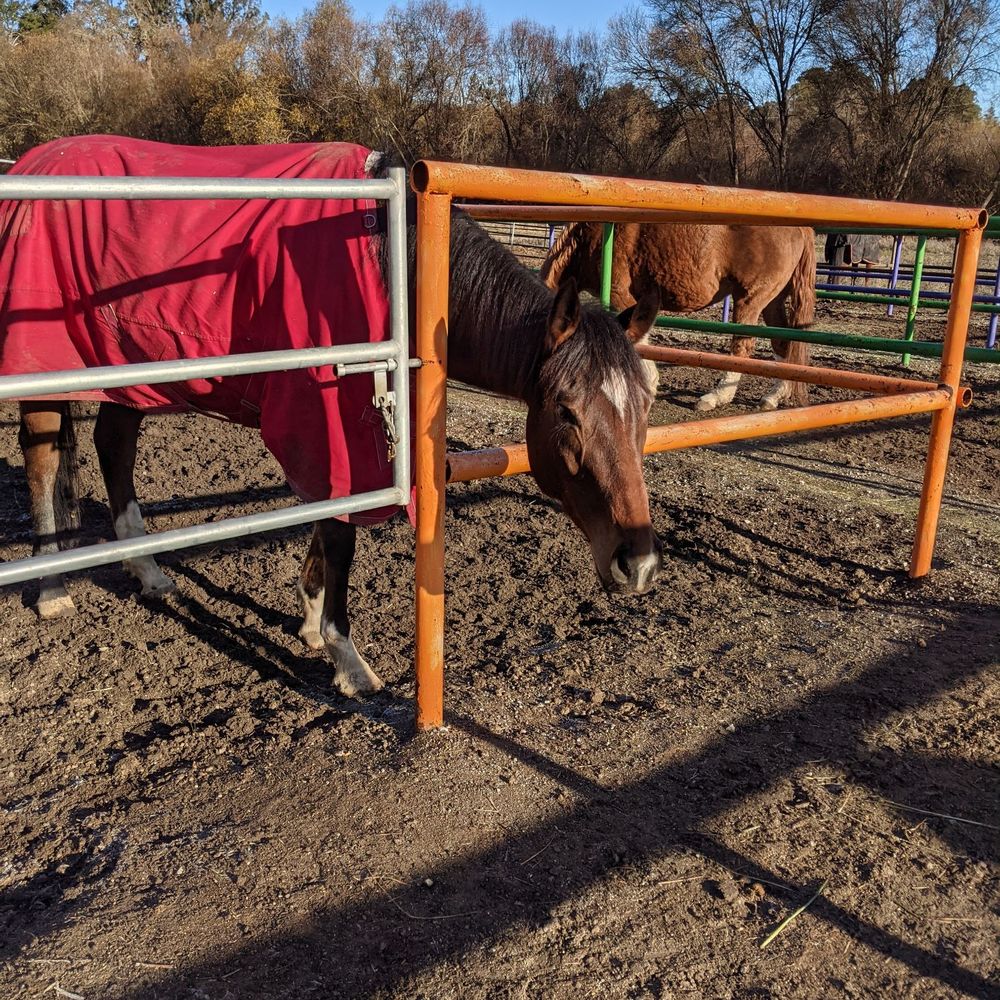 Trillium Farm - Horseback Riding Near Me - Woodside, California Trillium Farm - Horseback Riding Near Me - Woodside, California