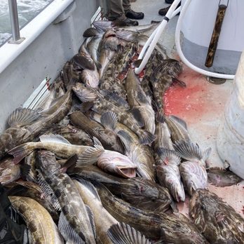 Mutineer Charters - Lingcod fishing at its finest - Fishing Near Me - Westport, Washington Mutineer Charters - Lingcod fishing at its finest - Fishing Near Me - Westport, Washington