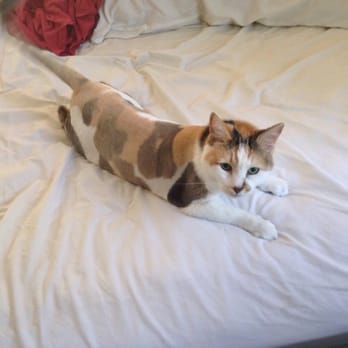 Java Cat & Dog Spa - Pet Groomers Near Me - Fort Lauderdale, Florida