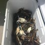 Photo of Nichol's & Son's Seafood