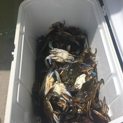Nichol's & Son's Seafood - Fresh blue crabs that just came in today!