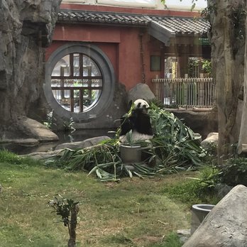 香港海洋公園 - Panda exhibit - Aquariums Near Me - Hong Kong, HK