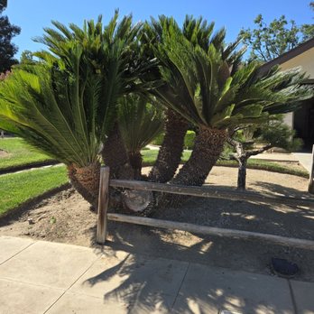 Jay's Tree Service - Large Sago Palm that was cut down due to weight and leaning on rail fence. - Tree Services Near Me Jay's Tree Service - Large Sago Palm that was cut down due to weight and leaning on rail fence. - Tree Services Near Me