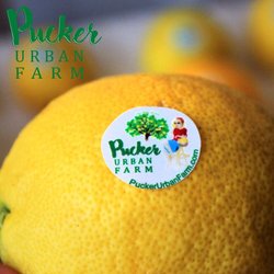 Pucker Urban Farm - Open Farm Experience