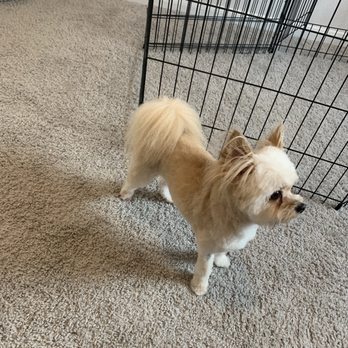 Heather's Mobile Pet Salon - Pomeranian/chihuahua mix haircut done by Lynn - Pet Groomers Near Me - Tomball, Texas