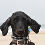 Heel House K9 Training