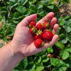 Carandale Farm - Strawberry picking