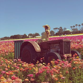 The Flower Fields - Venues & Event Spaces Near Me - Carlsbad, California The Flower Fields - Venues & Event Spaces Near Me - Carlsbad, California