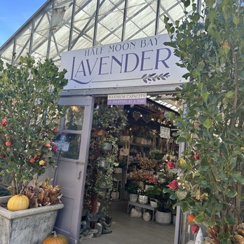 Half Moon Bay Lavender - Nurseries & Gardening Near Me - Half Moon Bay, California