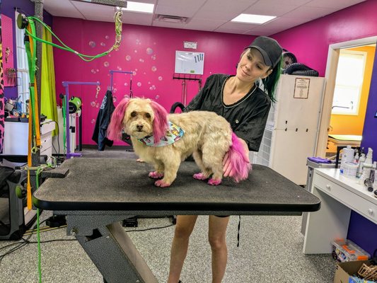 Doggy Style Salon by null