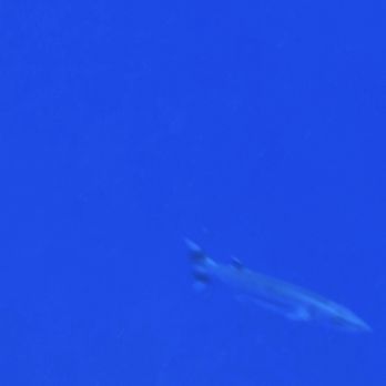 North Shore Shark Adventures - Barracuda! - Snorkeling Near Me - Haleiwa, Hawaii North Shore Shark Adventures - Barracuda! - Snorkeling Near Me - Haleiwa, Hawaii