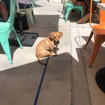Flower Child - Felix trying to stay cool - Salad Near Me - Charlotte, North Carolina Flower Child - Felix trying to stay cool - Salad Near Me - Charlotte, North Carolina