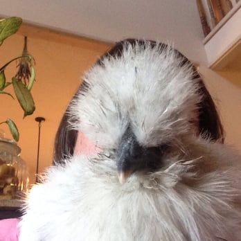Chuckanut Valley Veterinary Clinic - Kalissi feels much better thanks to Dr. Searle. - Veterinarians Near Me - Burlington, Washington Chuckanut Valley Veterinary Clinic - Kalissi feels much better thanks to Dr. Searle. - Veterinarians Near Me - Burlington, Washington