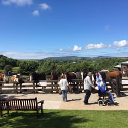 Isle Of Man Home Of Rest For Old Horses - All areas accessible with wheelchairs and strollers
