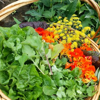 O'o Farms - Our hand picked salad basket - Food Tours Near Me - Kula, Hawaii O'o Farms - Our hand picked salad basket - Food Tours Near Me - Kula, Hawaii