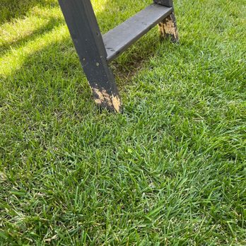 Manuel Landscape - Damage from weed whacker - Landscaping Near Me