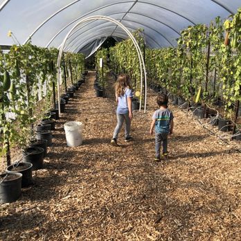 The Luffa Farm - Inside the luffa tent - Tours Near Me - Nipomo, California
