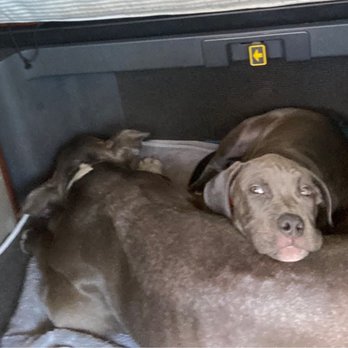 Beloit Animal Hospital - Napping - Veterinarians Near Me - South Beloit, Illinois