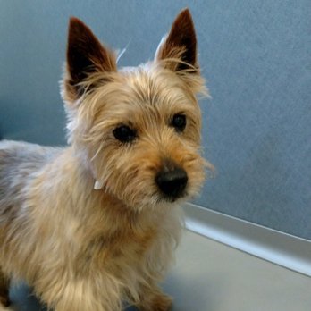 Skaer Veterinary Clinic - Veterinarians Near Me - Wichita, Kansas