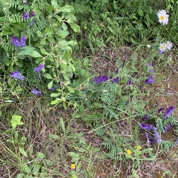 Bonners Ferry Log Inn - Flowers - Hotels Near Me - Bonners Ferry, Idaho