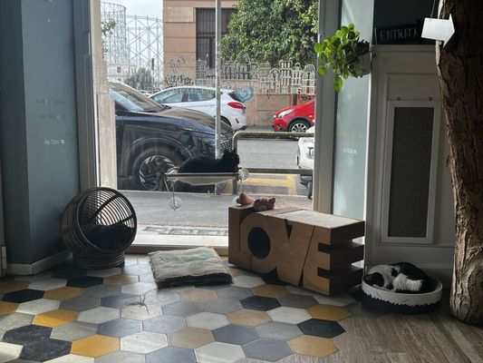 Romeow Cat Bistrot by null