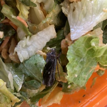 Salad and Go - Roach in my salad! Extra protein I wasn't counting on. - Salad Near Me - Mesa, Arizona Salad and Go - Roach in my salad! Extra protein I wasn't counting on. - Salad Near Me - Mesa, Arizona