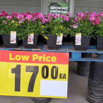 Real Canadian Superstore - a low price sign for flowers - Grocery Near Me - Vernon, British Columbia