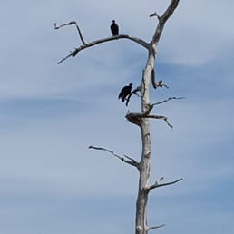 Vultures perching