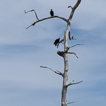 Big Cypress Swamp Tours - Vultures perching - Tours Near Me