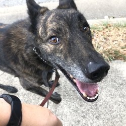Lucky Star Dog Training and More