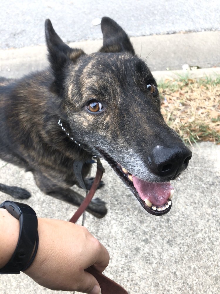 Lucky Star Dog Training and More - pet boarding facility in Austin, TX
