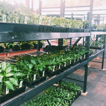 Capitol Market - Loved all the plants outside! - Farmers Market Near Me - Charleston, West Virginia Capitol Market - Loved all the plants outside! - Farmers Market Near Me - Charleston, West Virginia
