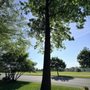 Photo of Ironwood Tree Care