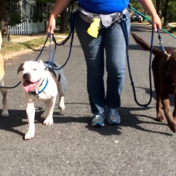 The Unmistakable Dog - Loose Leash Training, Pack Walking, In Home Coaching, and Pet Sitting, to make your dog UNMISTAKABLE - Pet Training Near Me
