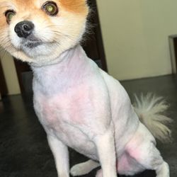 Pet Agree Fun Lodge & Salon - This is how they handed him back to me saying this was a "haircut". You can see the pink of his skin because they shaved him down so short.
