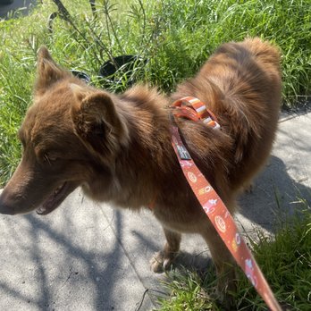Krissys Mobile Paw Spa - Pet Groomers Near Me Krissys Mobile Paw Spa - Pet Groomers Near Me