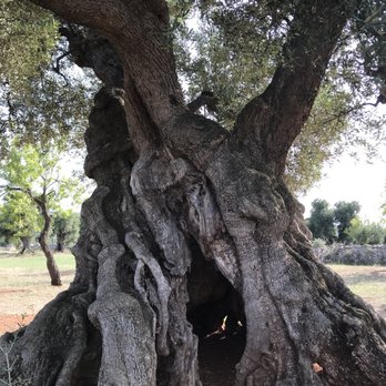 Masseria Brancati - Agriturismi Near Me - Ostuni, BR
