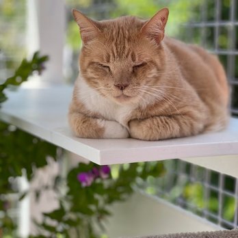 Catio Guy - Pet Services Near Me Catio Guy - Pet Services Near Me