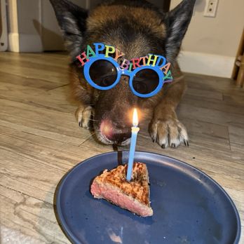 Regis Regal German Shepherds - Pet Training Near Me - Spring Grove, Illinois Regis Regal German Shepherds - Pet Training Near Me - Spring Grove, Illinois