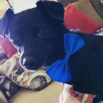 Petco - Dixie - Pet Stores Near Me - Hesperia, California
