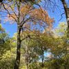 Watters Creek Trail gift card